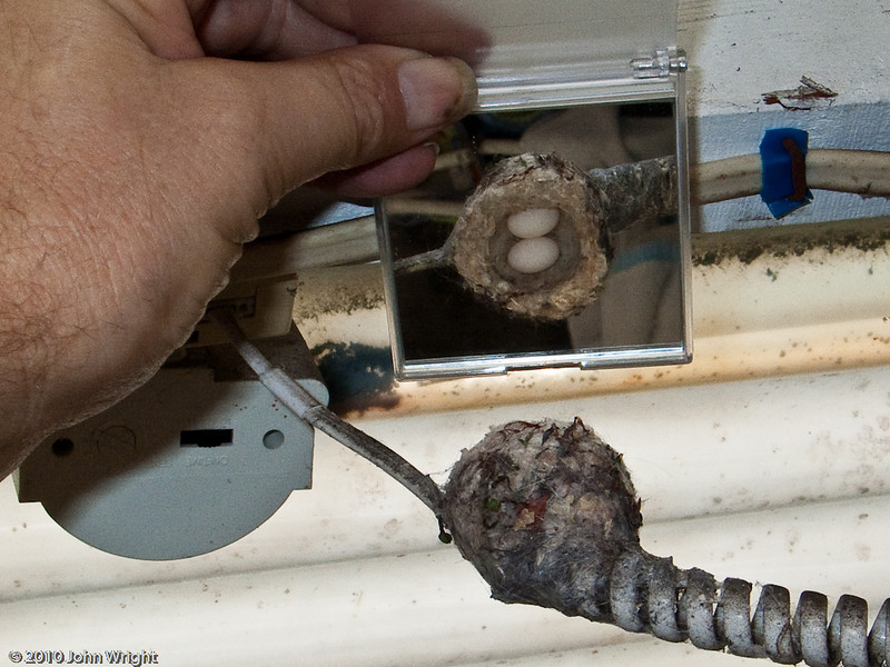 IMAGE: http://johnwright.smugmug.com/Animals/Backyard-Animals-1/IMG293-9317-G5/766793097_kqVTK-L.jpg