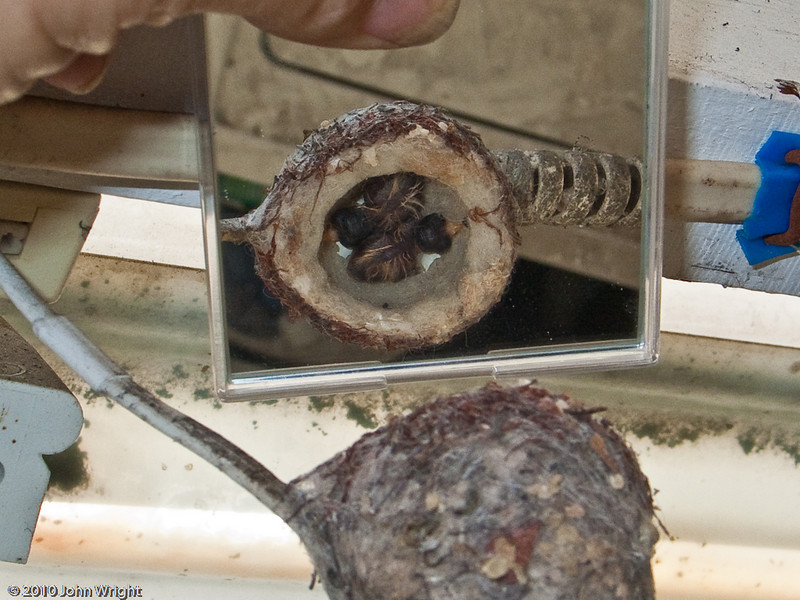 IMAGE: http://johnwright.smugmug.com/Animals/Backyard-Animals-1/IMG293-9325-G5/780948424_2pcij-L.jpg