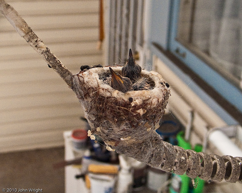 IMAGE: http://johnwright.smugmug.com/Animals/Backyard-Animals-1/IMG293-9332-G5/788216643_gJjJR-XL.jpg