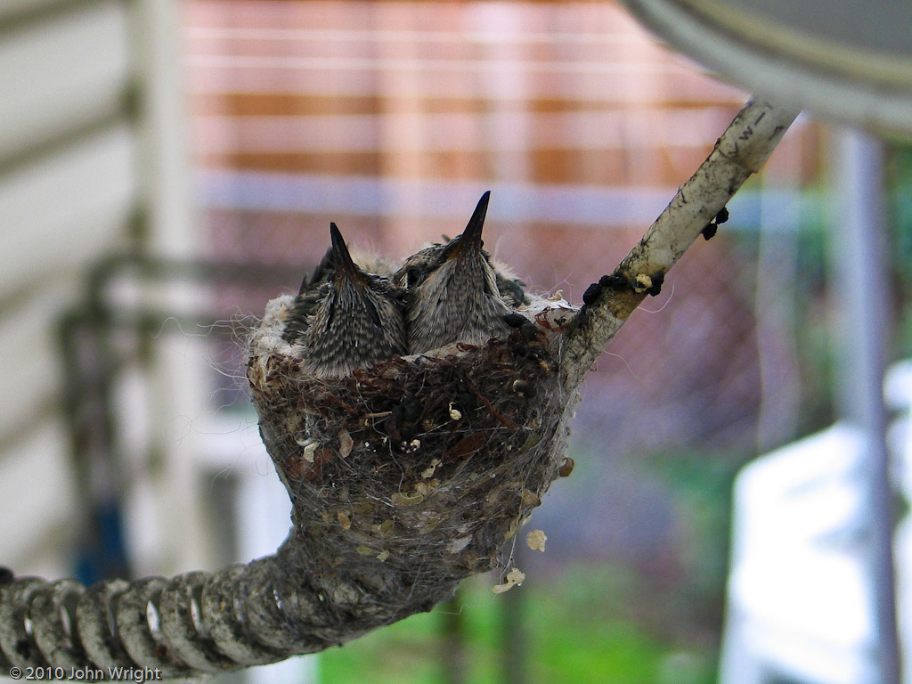 IMAGE: http://johnwright.smugmug.com/Animals/Backyard-Animals-1/IMG293-9335-G5/793819163_6aDtJ-XL-1.jpg