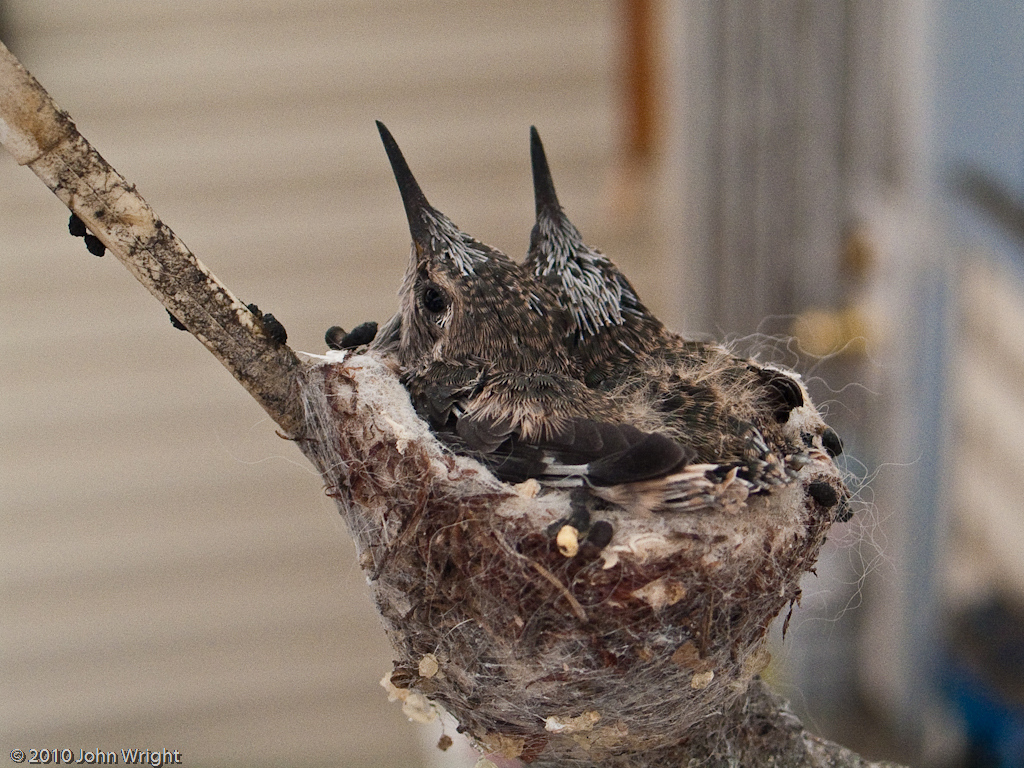 IMAGE: http://johnwright.smugmug.com/Animals/Backyard-Animals-1/IMG293-9337-G5/793819252_hqJn6-XL.jpg