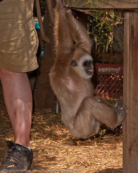 IMAGE: http://johnwright.smugmug.com/Animals/Mostly-Monkeys-1/IMG100-0901-40D1220703959/916518046_QNBFk-L.jpg