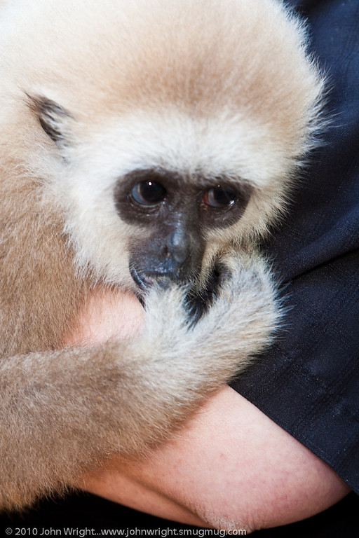 IMAGE: http://johnwright.smugmug.com/Animals/Mostly-Monkeys/Volunteer-Appreciation-Day/IMG100-1009-40D1220703959/916961915_gFypi-XL.jpg