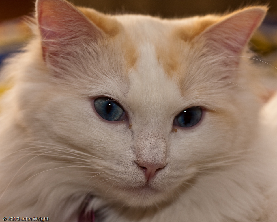 IMAGE: http://johnwright.smugmug.com/Family/Our-Cats-1/IMG100-0034-40D0620316796/826034946_fHQ4Z-XL-1.jpg