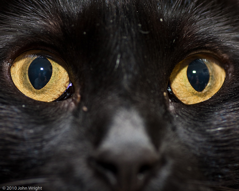 IMAGE: http://johnwright.smugmug.com/Family/Our-Cats-1/IMG100-0039-40D0620316796/826034984_XXNZe-XL.jpg