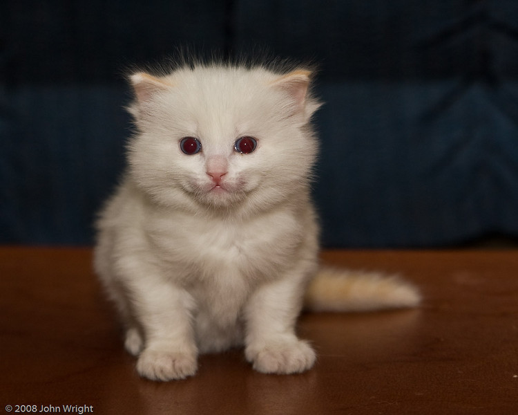 IMAGE: http://johnwright.smugmug.com/Family/Our-Cats-1/IMG100-5847-40D/435974155_tSWQ2-L.jpg