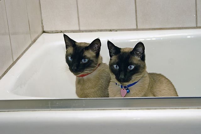 IMAGE: http://johnwright.smugmug.com/Family/Our-Cats-1/IMG3794/116232103_3zcx8-L.jpg