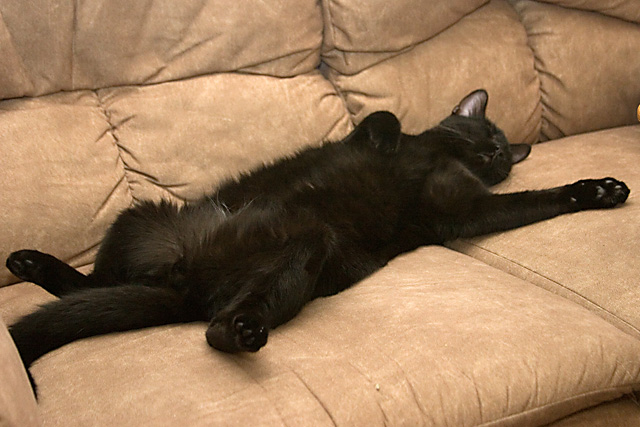 IMAGE: http://johnwright.smugmug.com/Family/Our-Cats-1/IMG4526/116232109_RvT2y-L.jpg