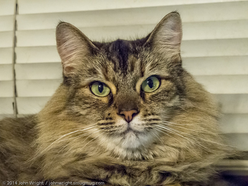 IMAGE: http://johnwright.smugmug.com/Family/Our-Cats/i-VWXbwzQ/0/L/IMG_164-1804-G12%28%29-L.jpg