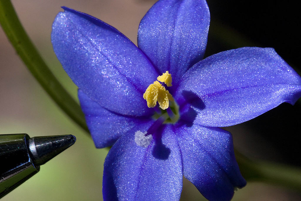 IMAGE: http://johnwright.smugmug.com/Flowers/Flowers-and-Plants-1/IMG2966/72272165_7NUSm-XL.jpg