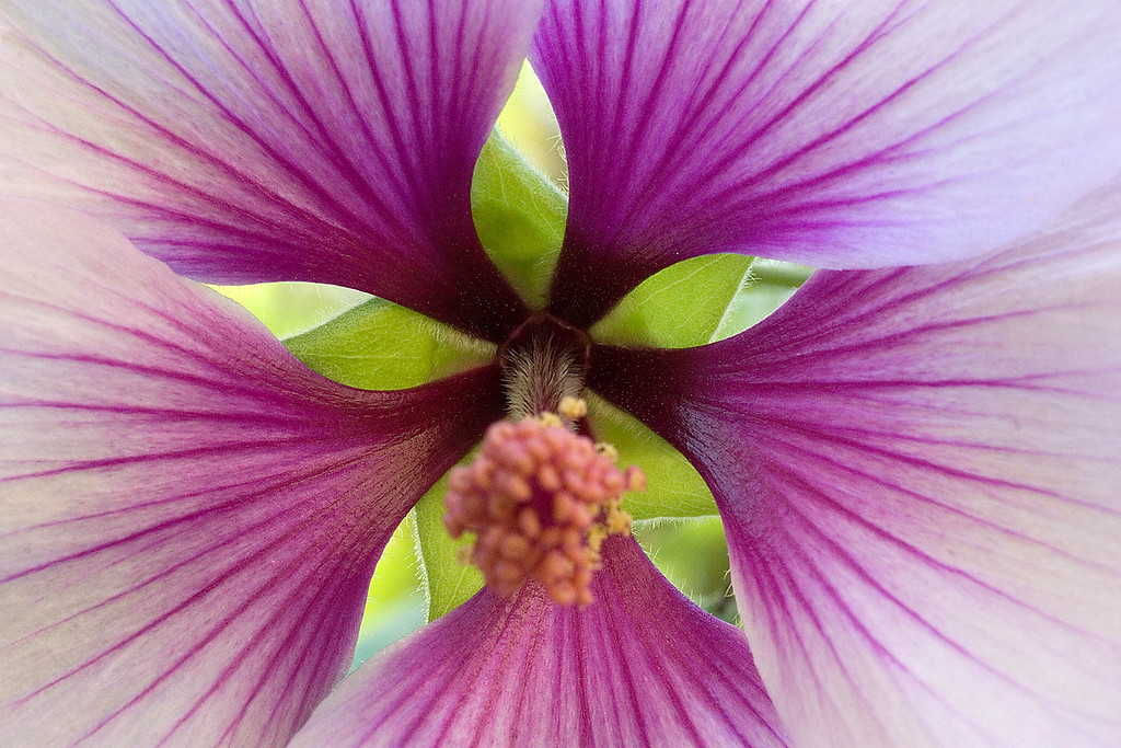 IMAGE: http://johnwright.smugmug.com/Flowers/Flowers-and-Plants-1/IMG3013/72228582_XMBYw-XL.jpg