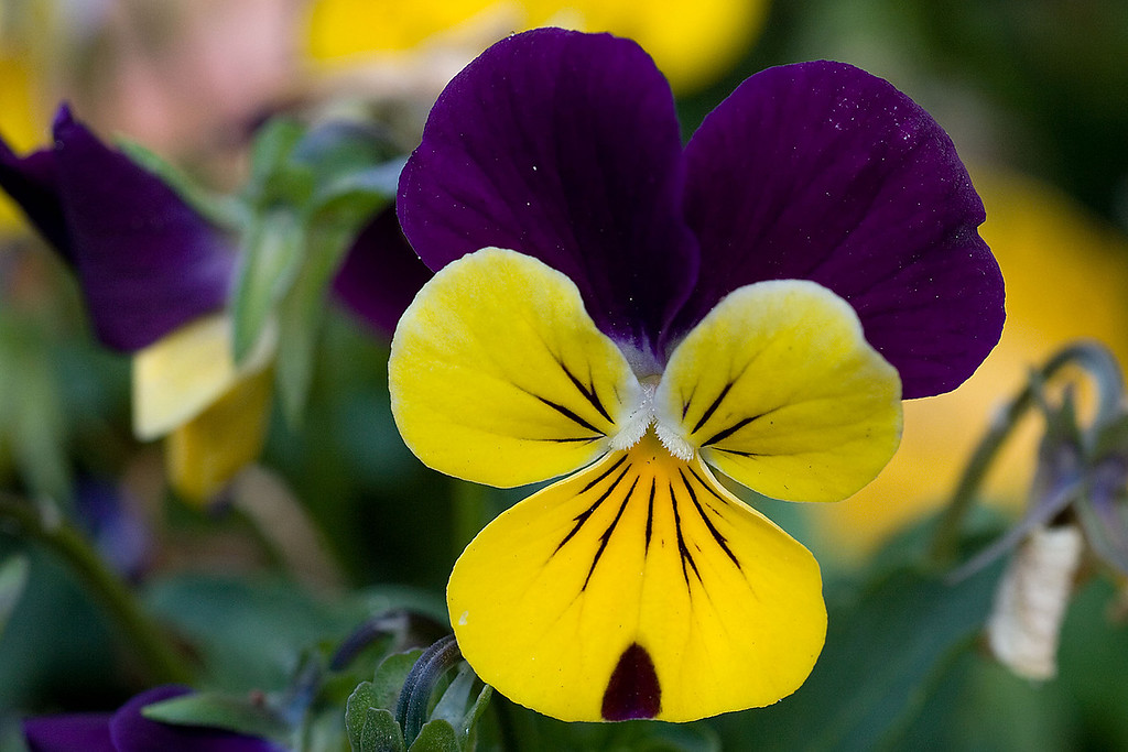 IMAGE: http://johnwright.smugmug.com/Flowers/Flowers-and-Plants-1/IMG3274/72228805_gVsBS-XL.jpg