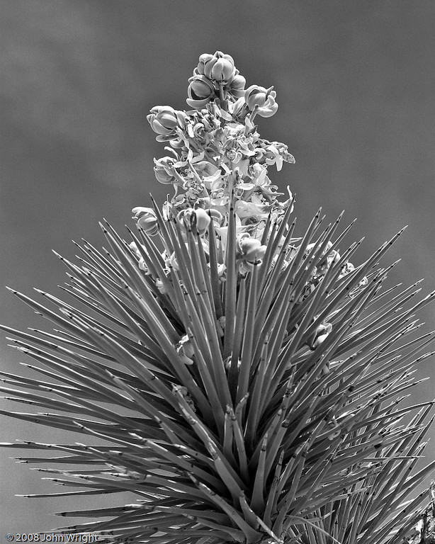 IMAGE: http://johnwright.smugmug.com/Flowers/Flowers-and-Plants-1/IMG500-0077-20D/275809220_wHBZU-XL.jpg