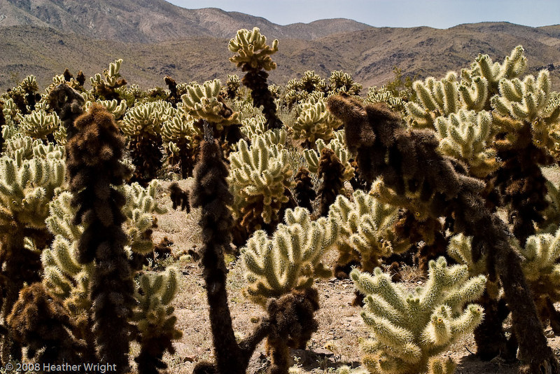 IMAGE: http://johnwright.smugmug.com/National-Parks/Heather/Heathers-Joshua-Tree-2008/IMG287-8744-D60/281470786_yAD9K-L.jpg