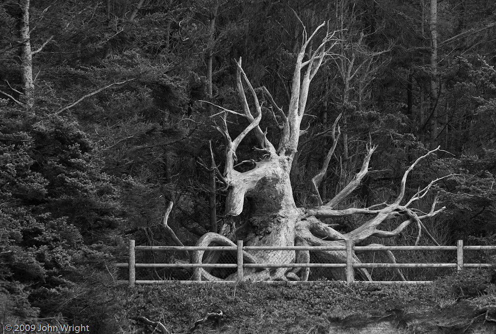 IMAGE: http://johnwright.smugmug.com/Travel/Oregon-2009-John/IMG100-3289-40D-2/561188941_9YdoD-XL.jpg