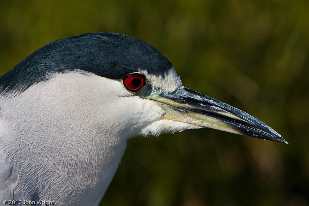 IMAGE: http://johnwright.smugmug.com/Zoos/Wild-Animal-Park-John/2010/IMG100-7270-40D/762934108_sySHo-XL.jpg