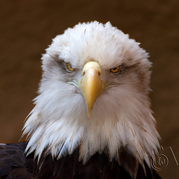 IMAGE: http://johnwright.smugmug.com/photos/135382038_2f3hF-L.jpg