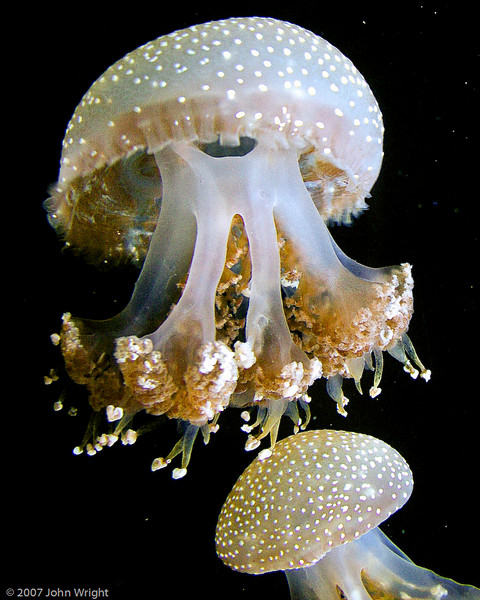 IMAGE: http://johnwright.smugmug.com/photos/181856124_tq7Rh-L.jpg