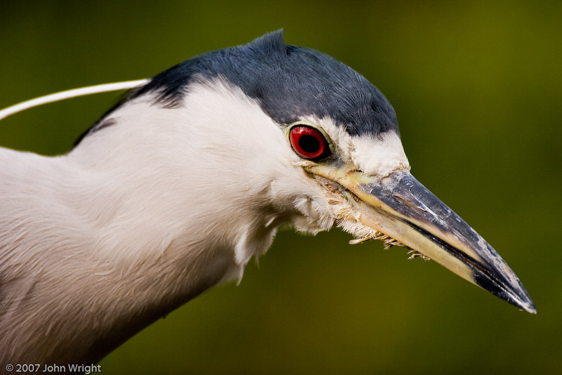 IMAGE: http://johnwright.smugmug.com/photos/235829188_KbQDu-L.jpg