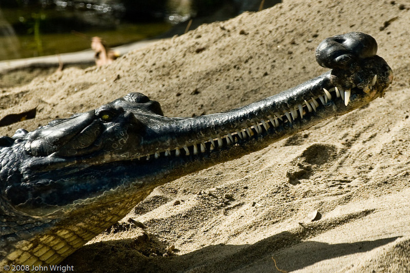 IMAGE: http://johnwright.smugmug.com/photos/254553337_Yo4zG-L.jpg