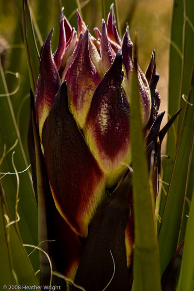 IMAGE: http://johnwright.smugmug.com/photos/281470467_UKzvM-L.jpg