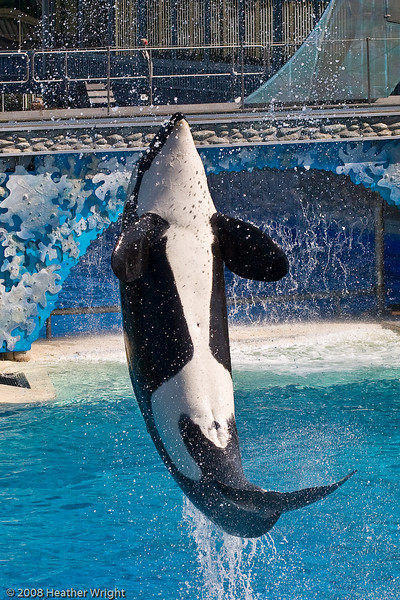 IMAGE: http://johnwright.smugmug.com/photos/429914387_epJ8d-L.jpg