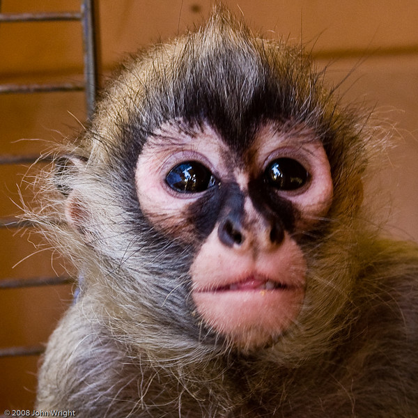 IMAGE: http://johnwright.smugmug.com/photos/483010666_VFE3b-L.jpg